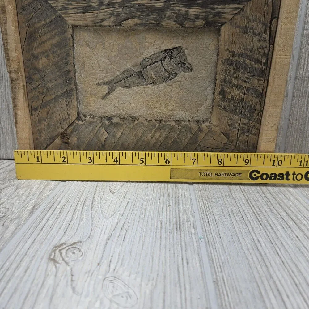 Knightia Fossil Fish Fossil In‎ Hand Made Reclaimed Wooden Frame 10